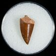 Sharp Raptor Tooth From Morocco - #6894-1